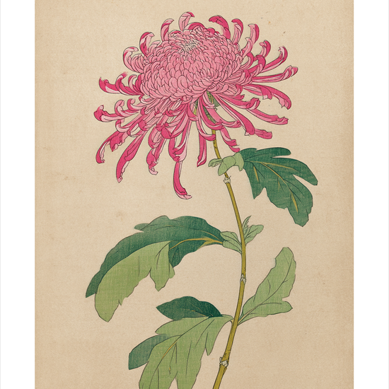 Silkesus fra krøllede bånd - No Frame, With White Border