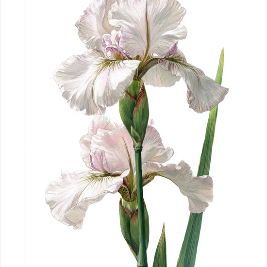 Silkens kølige berøring - No Frame, With White Border