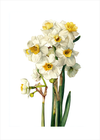 Suset fra hvide klokker - No Frame, With White Border