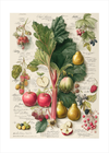 Duften af sommerens syrlighed - No Frame, With White Border