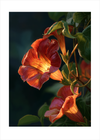 Indre glødens sang - No Frame, With White Border