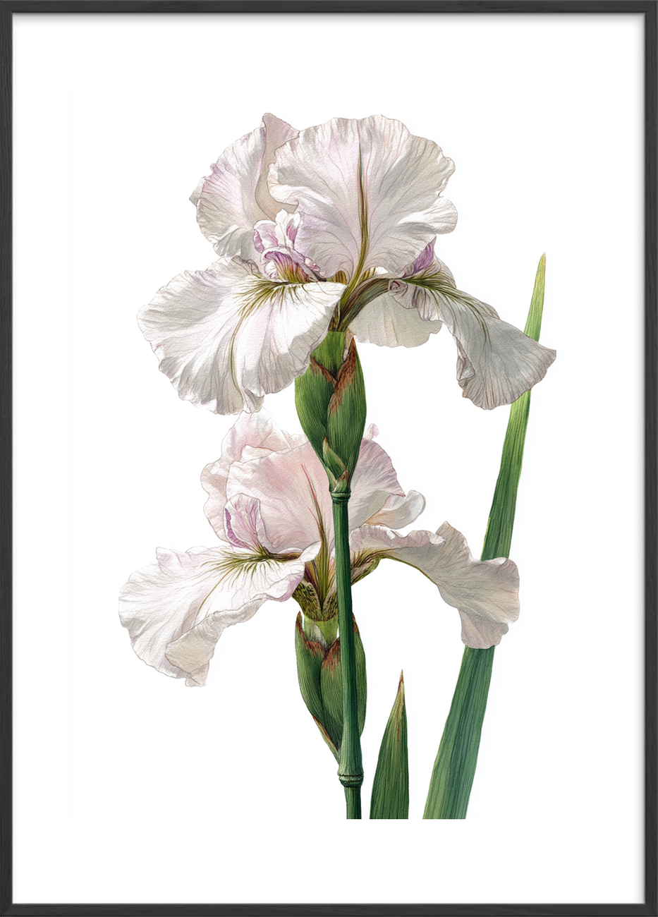 Silkens kølige berøring - Black Frame, With White Border