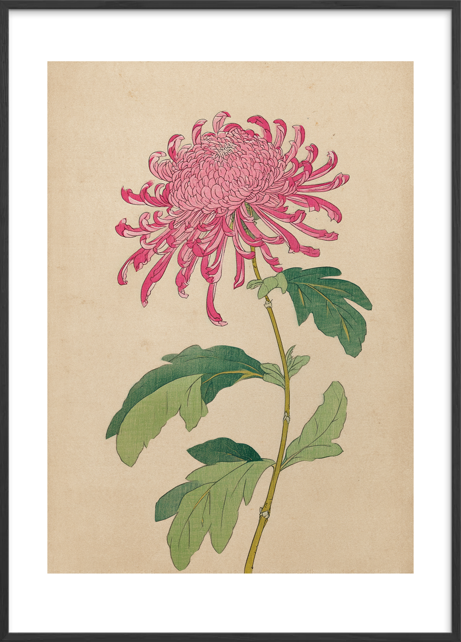 Silkesus fra krøllede bånd - Black Frame, With White Border