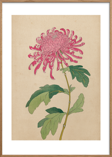 Silkesus fra krøllede bånd - Oak Frame, With White Border