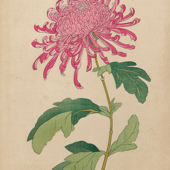 Silkesus fra krøllede bånd - No Frame, No Border