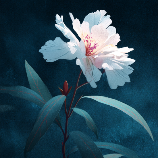 Silkesus i måneskin - No Frame, No Border