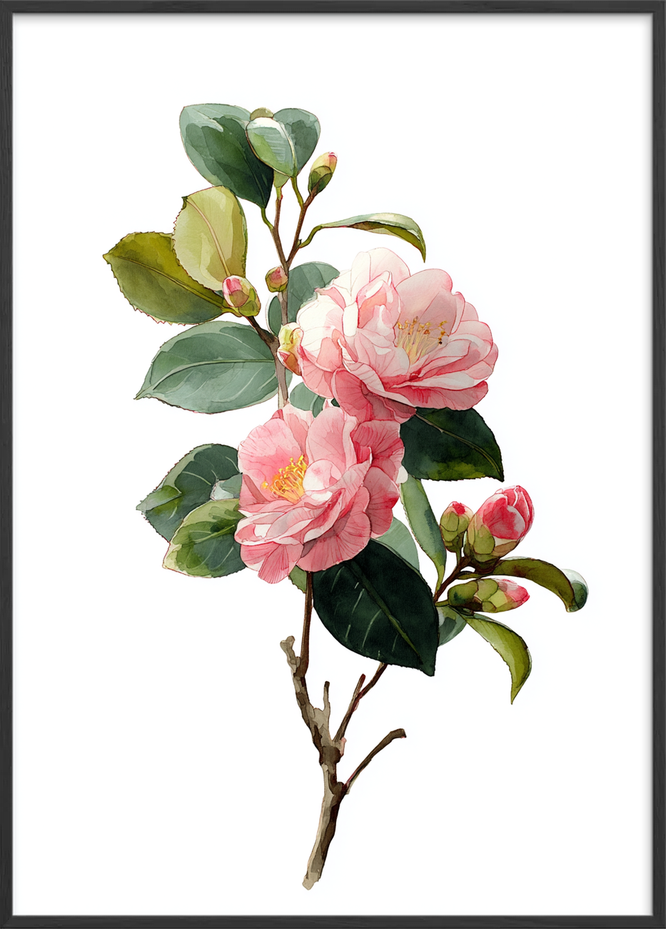 Silkesus i morgenlys - Black Frame, No Border