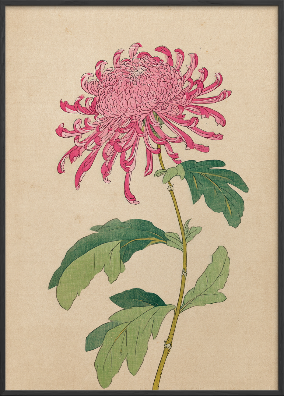 Silkesus fra krøllede bånd - Black Frame, No Border