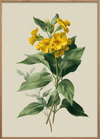 Honningduft af sommer - Oak Frame, No Border