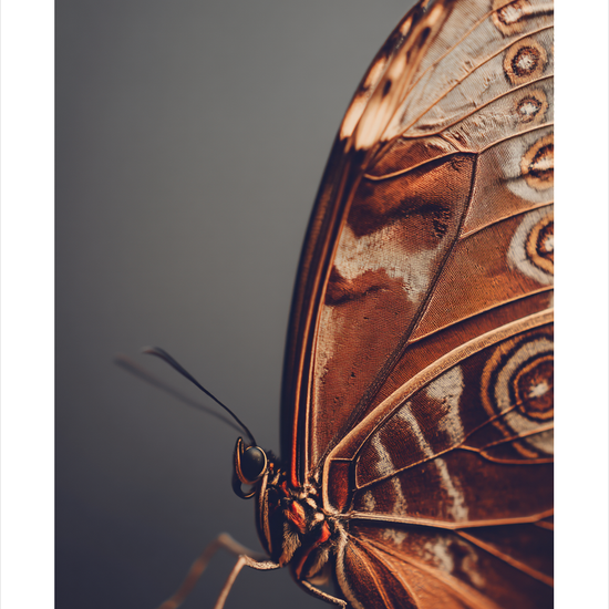 Hvisken fra fløjlsvingen - No Frame, With White Border