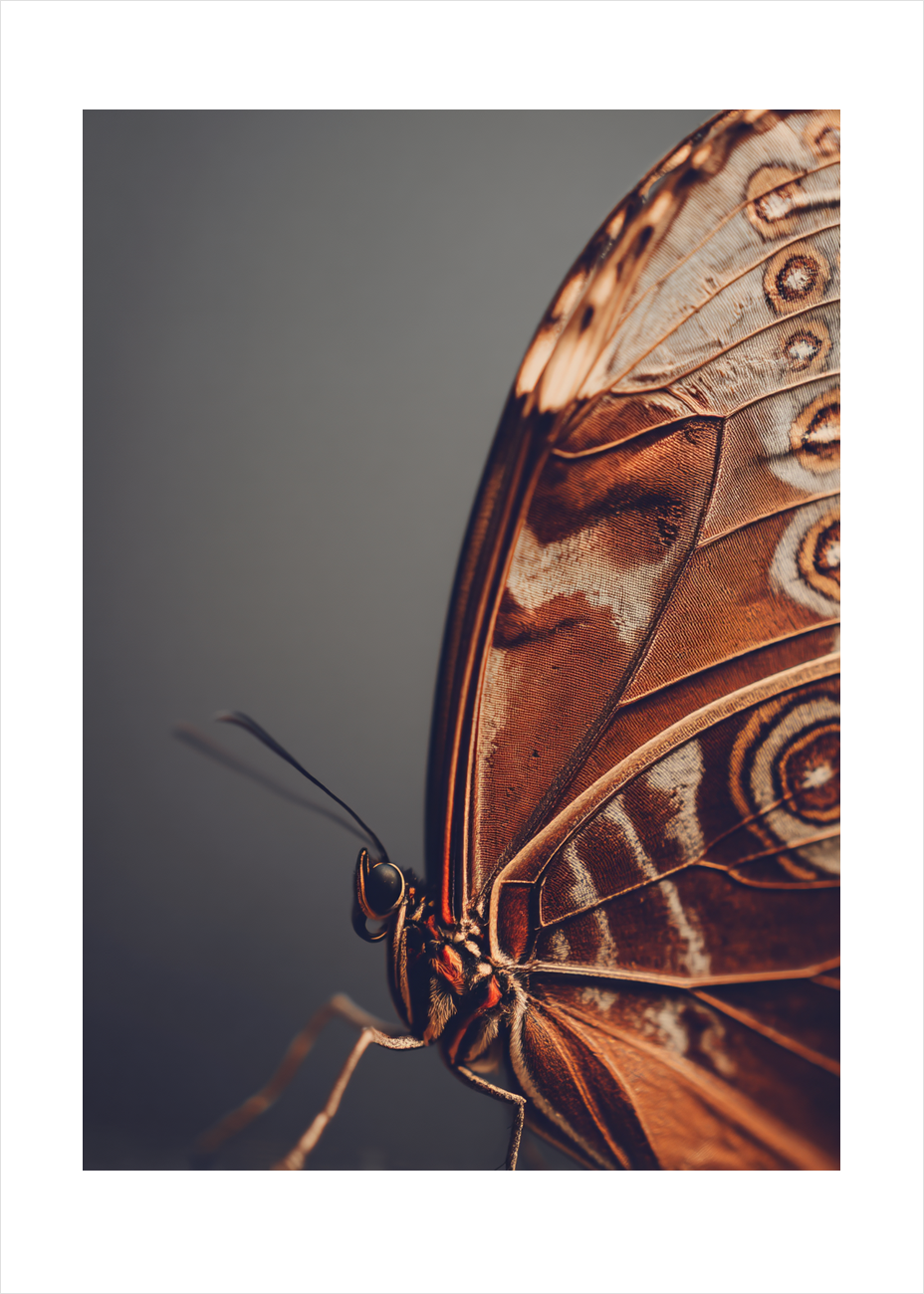 Hvisken fra fløjlsvingen - No Frame, With White Border