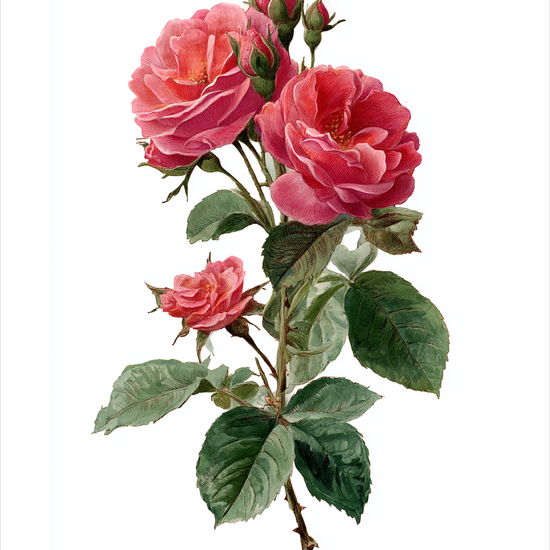 Duften af længsel - No Frame, With White Border