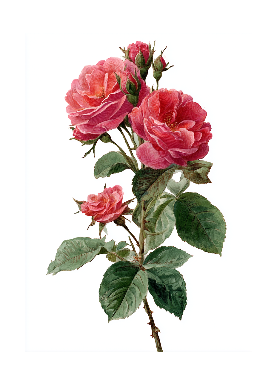 Duften af længsel - No Frame, With White Border