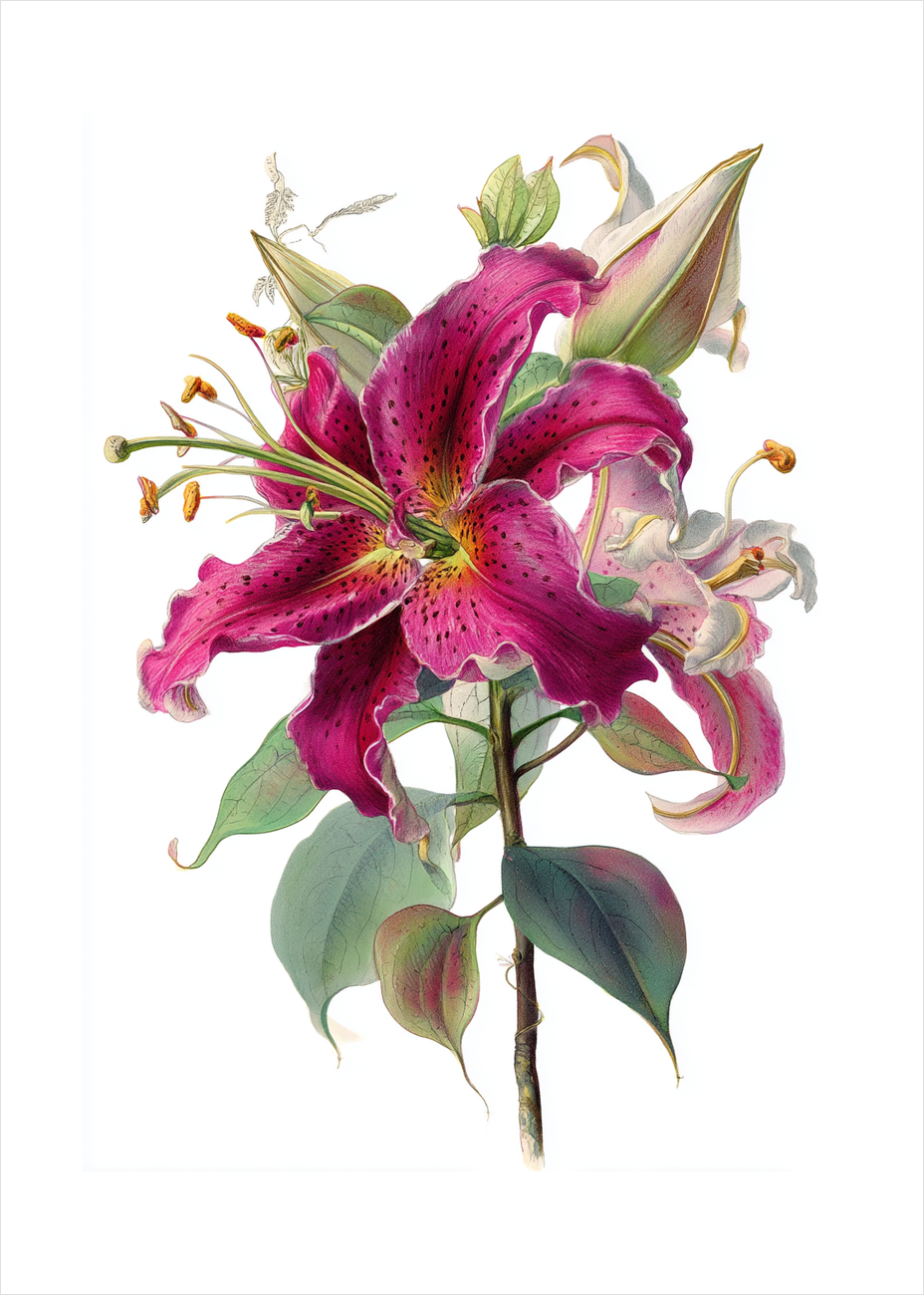 Hviskende sødme i blomst - No Frame, With White Border