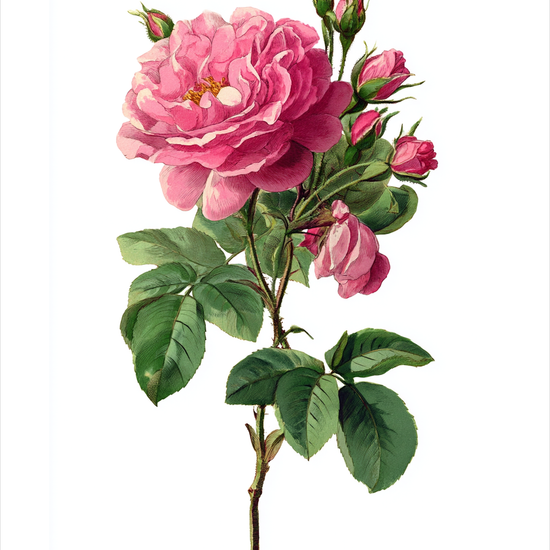 Sus af fløjsblød duft - No Frame, With White Border