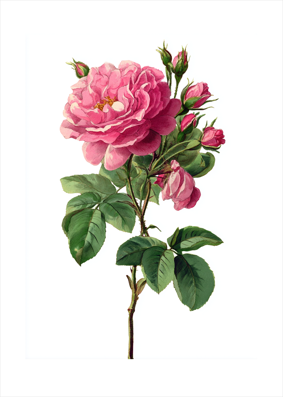 Sus af fløjsblød duft - No Frame, With White Border