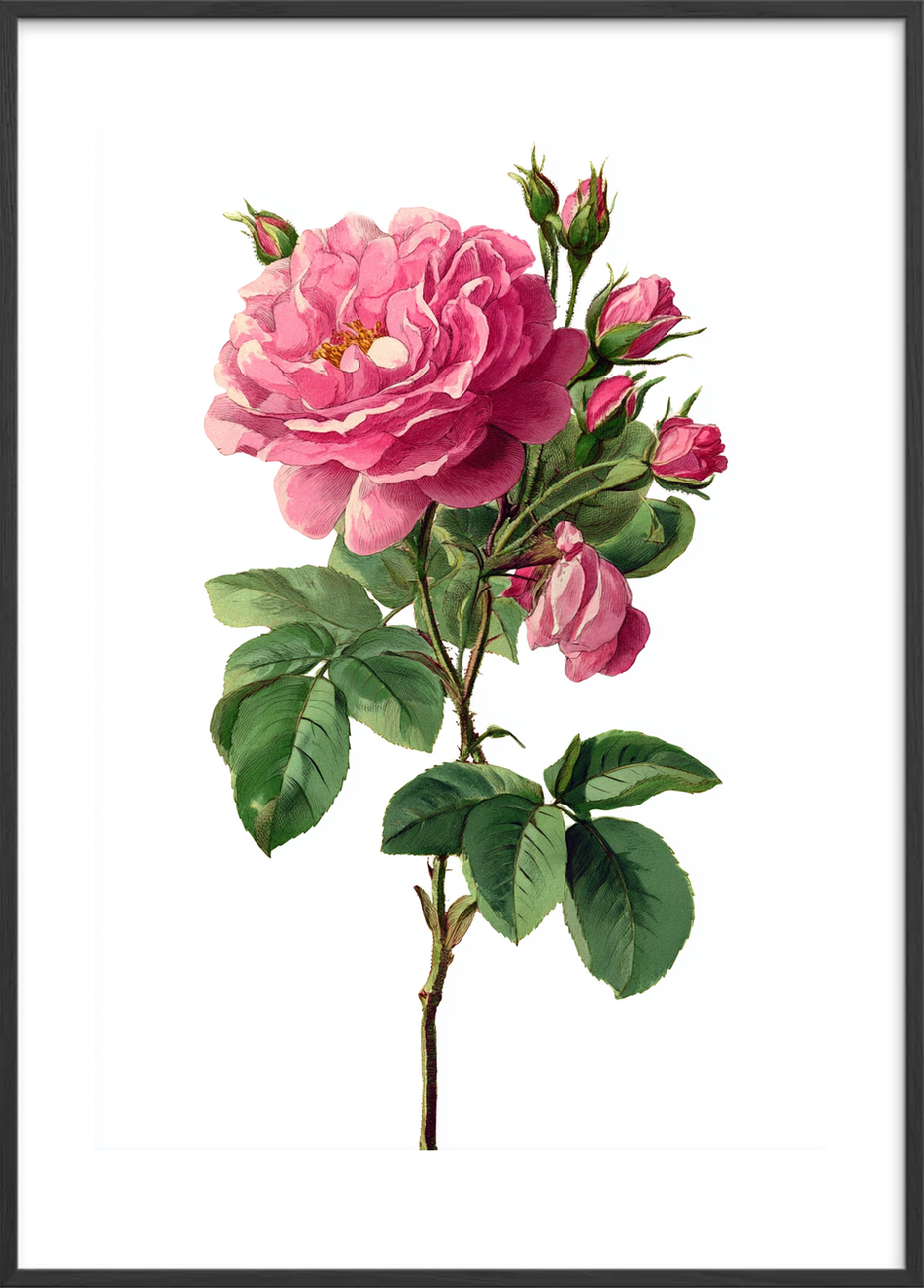 Sus af fløjsblød duft - Black Frame, With White Border