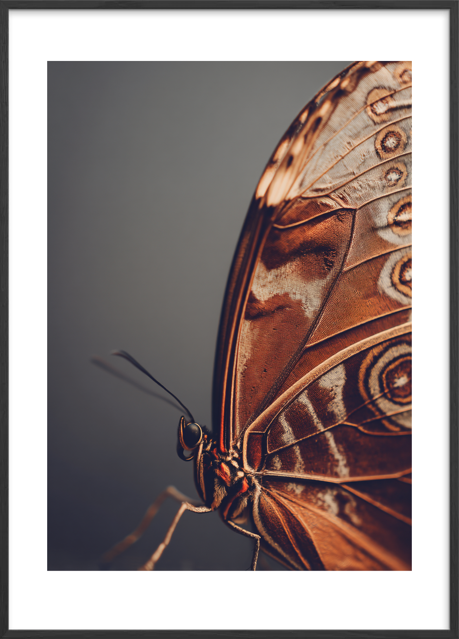 Hvisken fra fløjlsvingen - Black Frame, With White Border