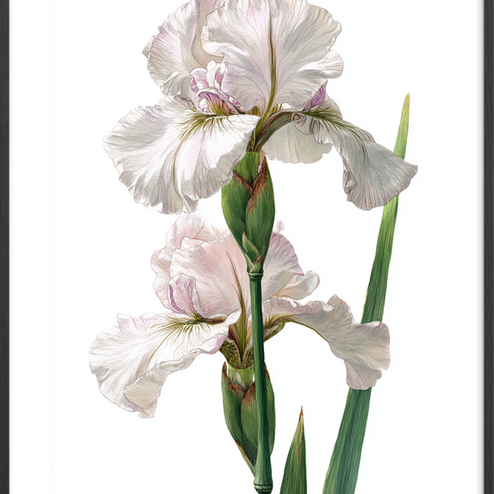 Silkens kølige berøring - Black Frame, With White Border