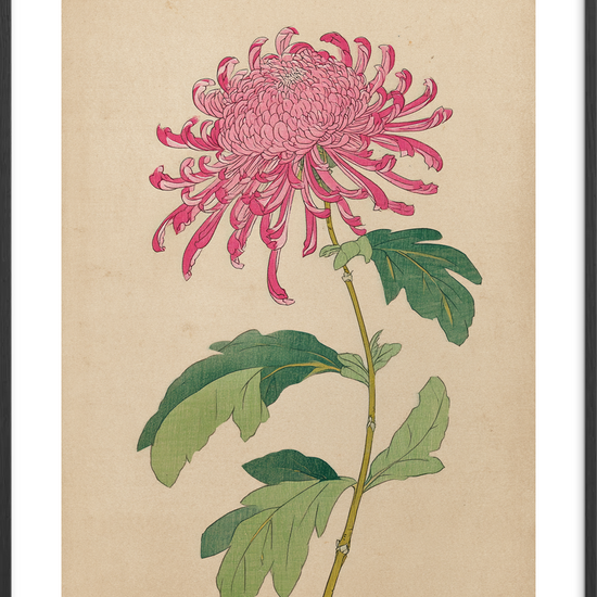 Silkesus fra krøllede bånd - Black Frame, With White Border