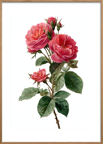 Duften af længsel - Oak Frame, With White Border