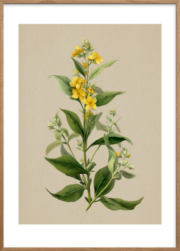 Viskende gul symfoni - Oak Frame, With White Border