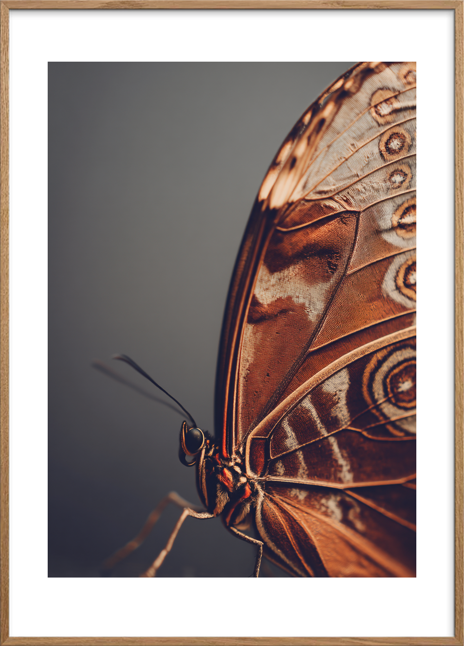 Sommerfugle & insekter