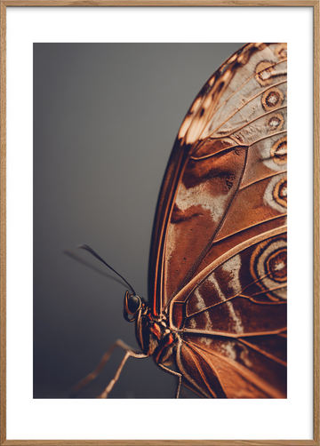 Hvisken fra fløjlsvingen - Oak Frame, With White Border