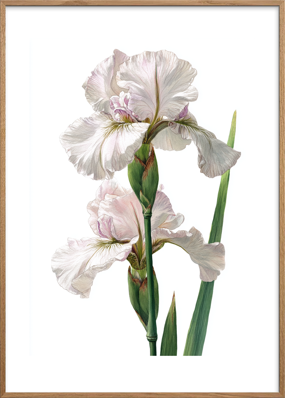 Silkens kølige berøring - Oak Frame, With White Border