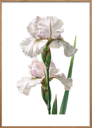 Silkens kølige berøring - Oak Frame, With White Border