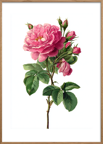 Sus af fløjsblød duft - Oak Frame, With White Border