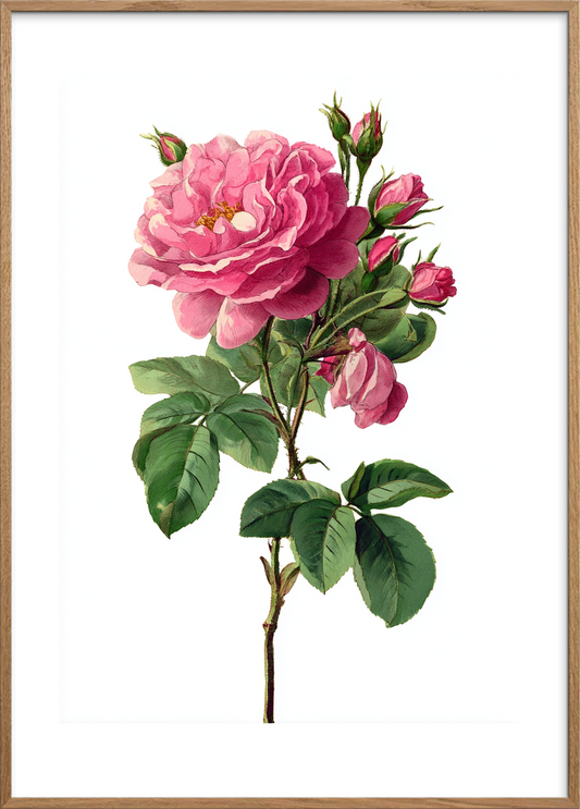 Sus af fløjsblød duft - Oak Frame, With White Border