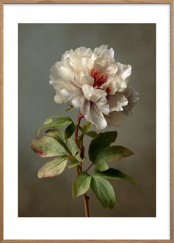 Silkesus i hvide lag - Oak Frame, With White Border