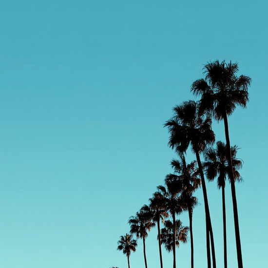 Sus af sol og salt - No Frame, No Border