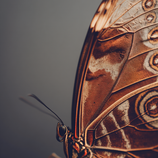 Hvisken fra fløjlsvingen - No Frame, No Border