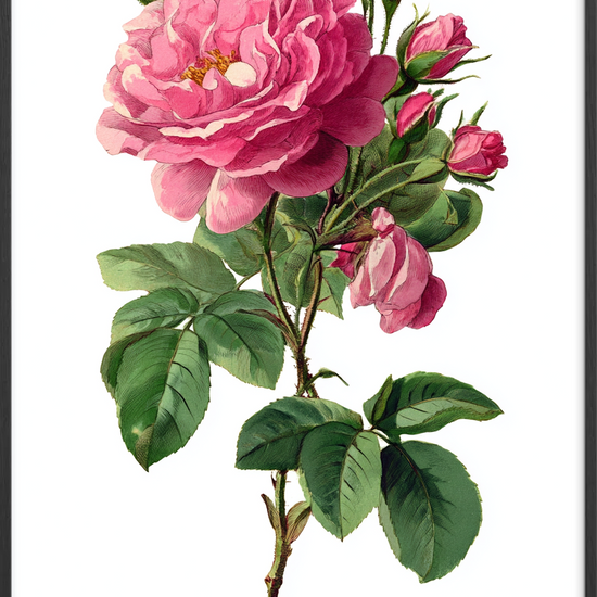 Sus af fløjsblød duft - Black Frame, No Border