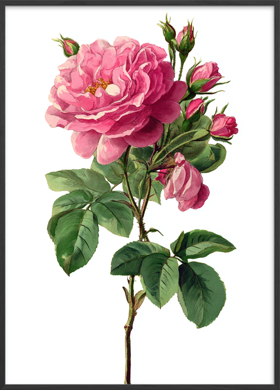 Sus af fløjsblød duft - Black Frame, No Border