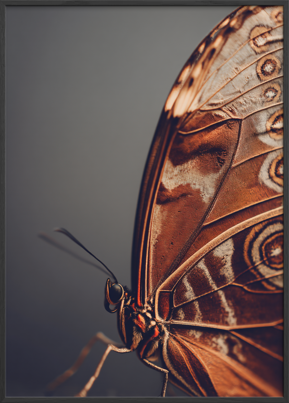 Hvisken fra fløjlsvingen - Black Frame, No Border