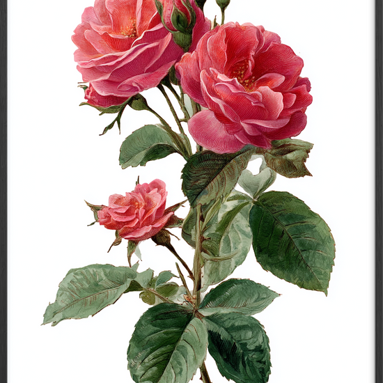 Duften af længsel - Black Frame, No Border