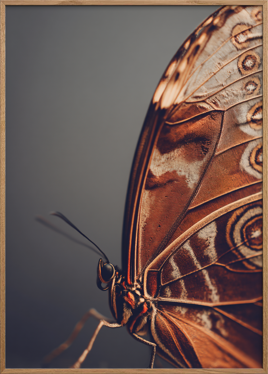 Hvisken fra fløjlsvingen - Oak Frame, No Border