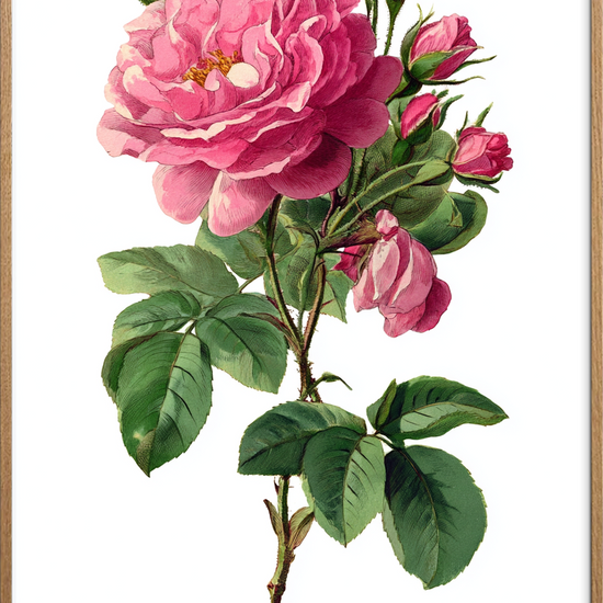 Sus af fløjsblød duft - Oak Frame, No Border