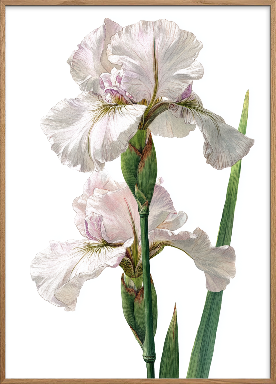 Silkens kølige berøring - Oak Frame, No Border